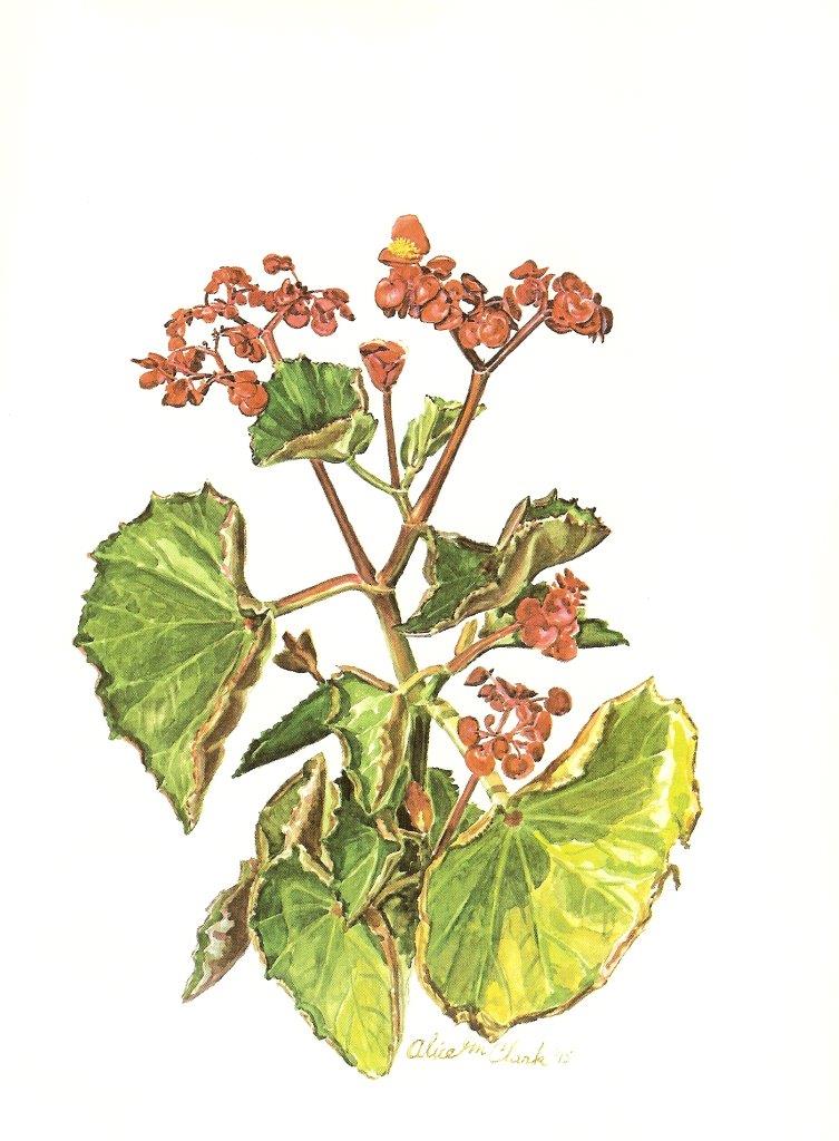 B. ‘Rosea Gigantea’